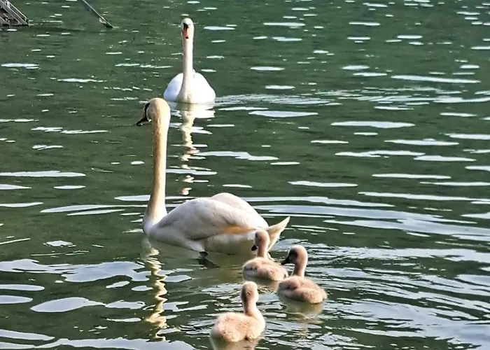 Parkhotel Zuzek Otel 3*